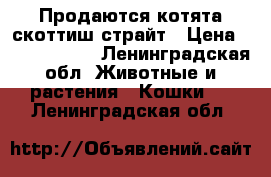 Продаются котята скоттиш-страйт › Цена ­ 5000-10000 - Ленинградская обл. Животные и растения » Кошки   . Ленинградская обл.